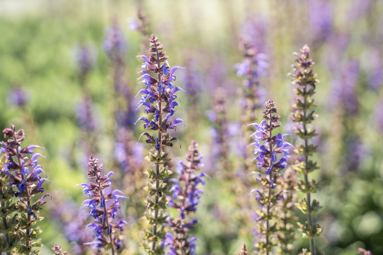 Steppen-Salbei Mainacht, Loukykvět