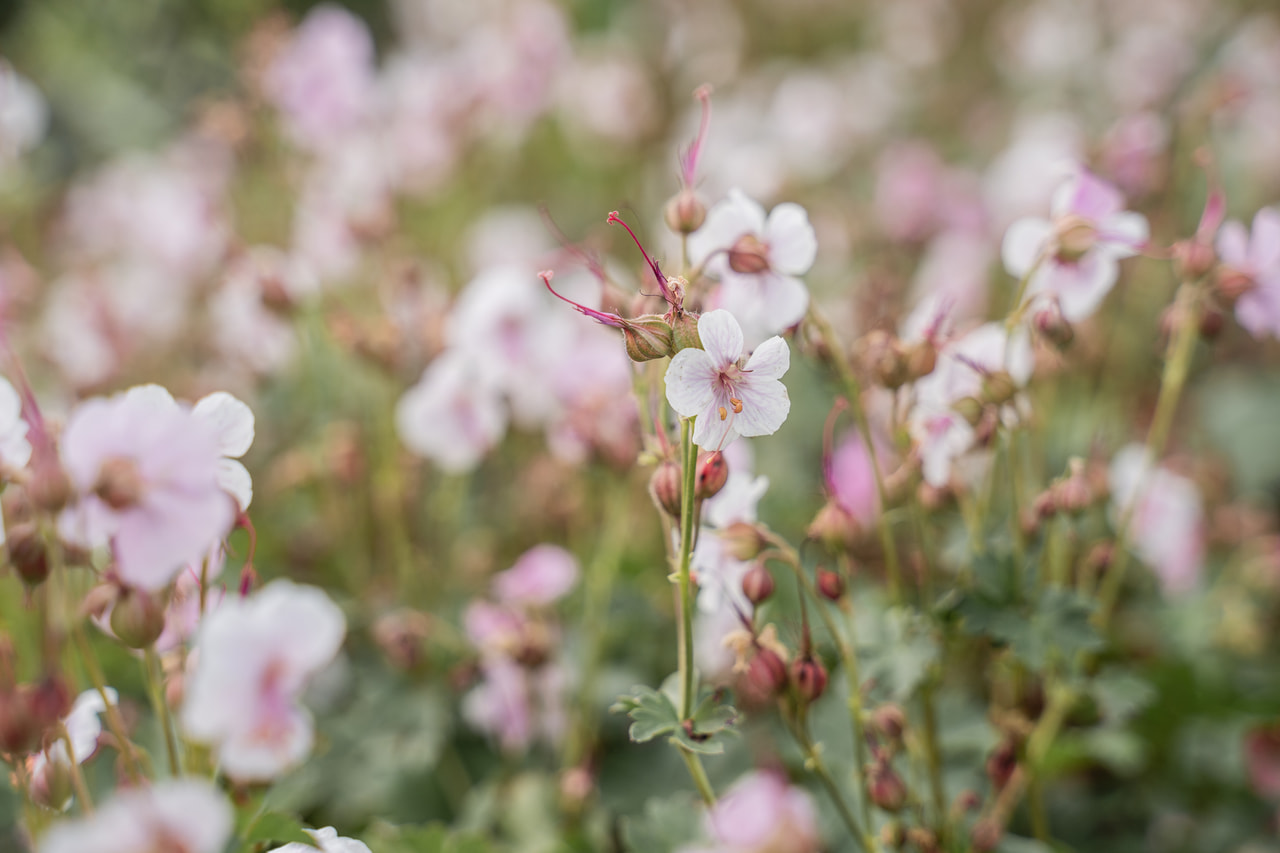 Bodziszek kantabryjski Biokovo, Loukykvět