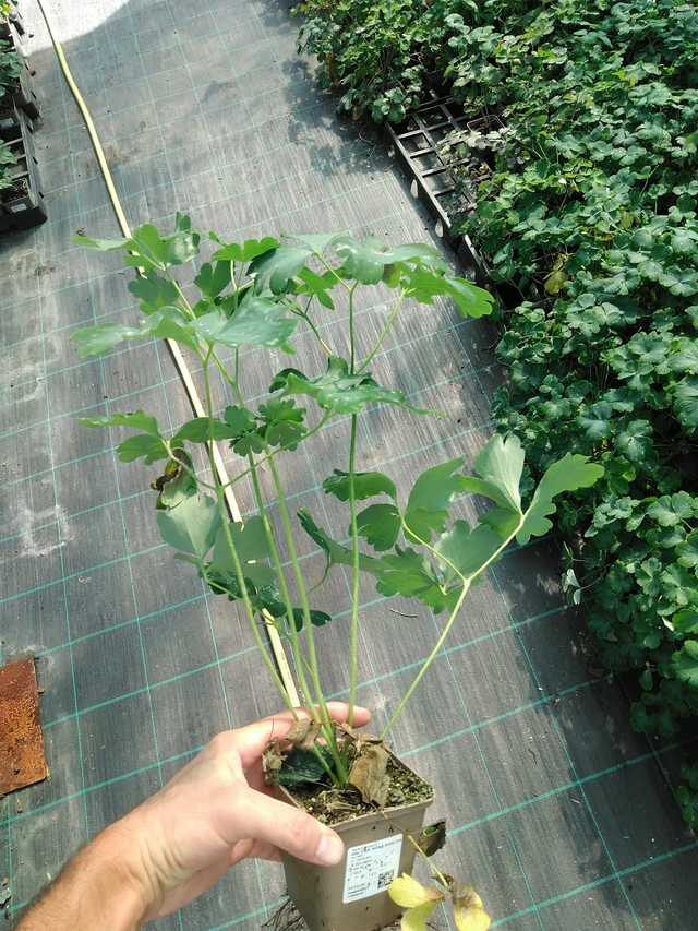 Akvileija Nora Barlow - 19. 8. 2025