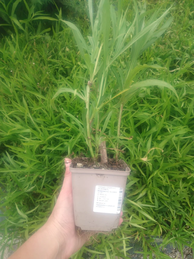 Vara de oro Romantic Glory - 2024