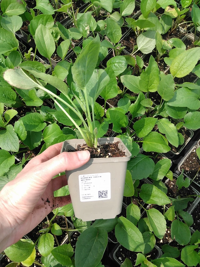 Rudbeckia Green Wizard - 9. 6. 2025