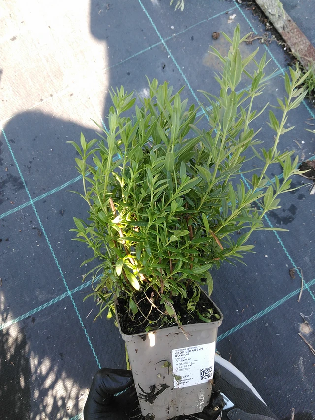 Hisopo officinal Roseus - 19. 8. 2025