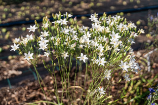 Triteleja Silver Queen, Loukykvět