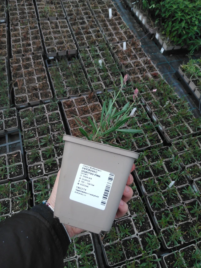 Prachtkerze Siskiyou Pink - 2024