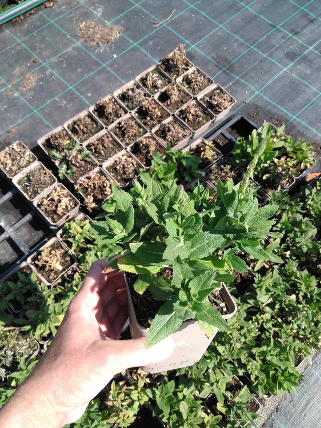 Šalvěj hajní Ostfriesland - 13. 5. 2025