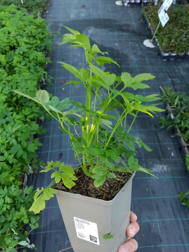 Srdcovka Alba - 17. 9. 2025