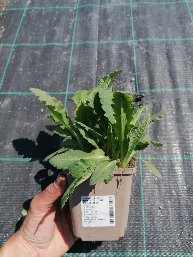 Mák východní Coral Reef - 2024