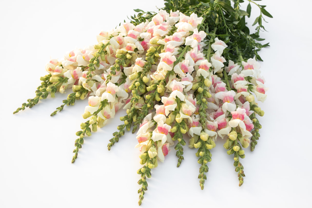 Bocca di leone Maryland Appleblossom, Loukykvět