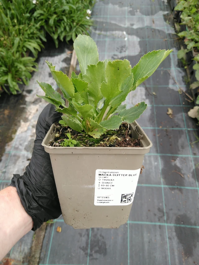 Pallopartiainen Glitter Blue - 10. 9. 2025