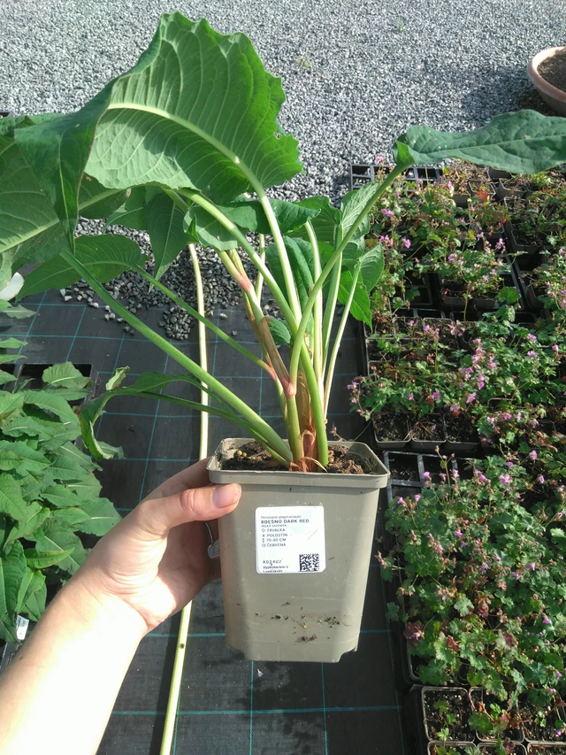 Persicaria Dark Red - 11. 7. 2025