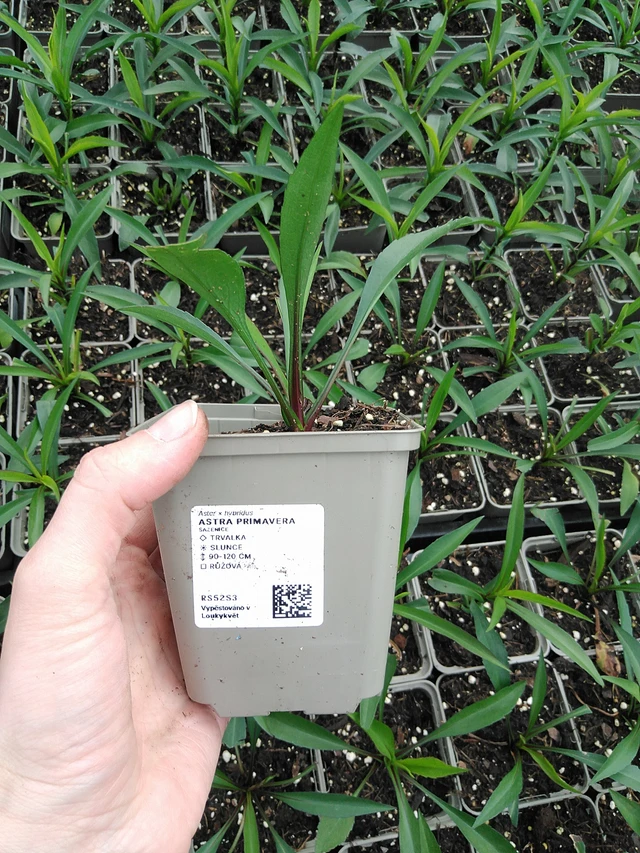 Aster Primavera - 9. 6. 2025