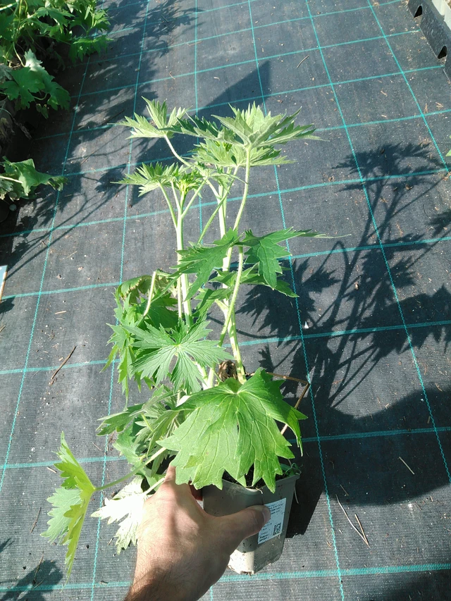 Larkspur Magic Fountains White (Dark Bee) - 19. 8. 2025