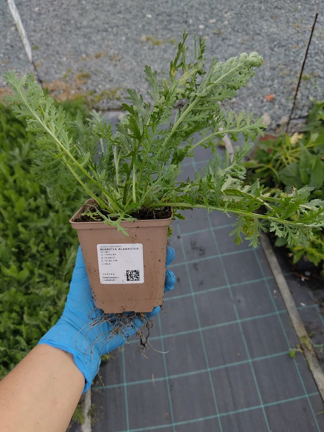 Řebříček Alabaster - 10. 9. 2025