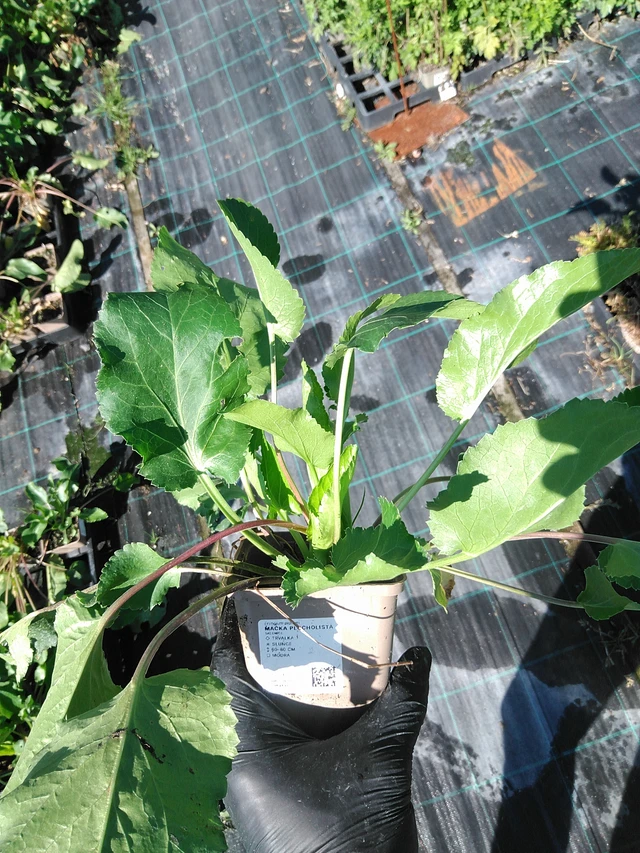 Panicaut plan - 19. 8. 2025