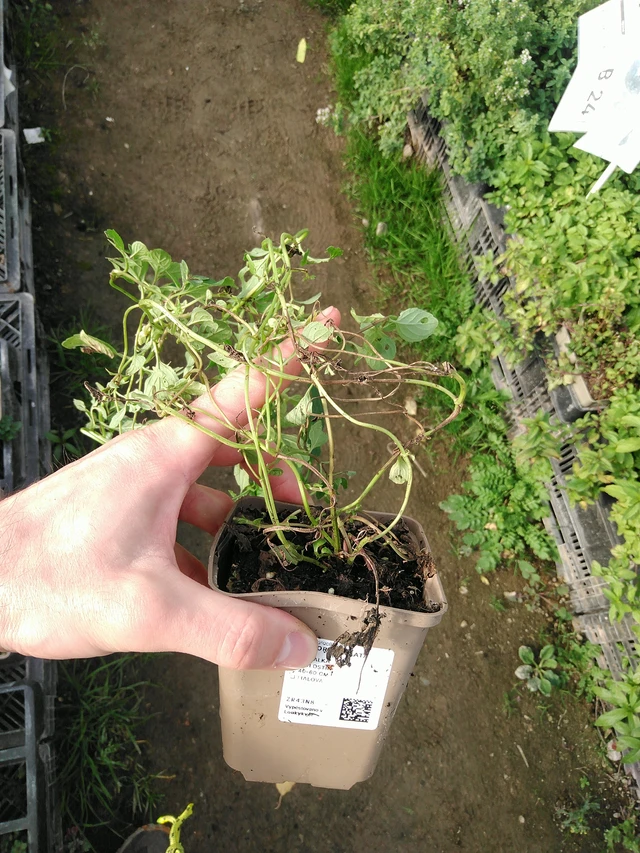 Menta de jengibre - 31. 10. 2025