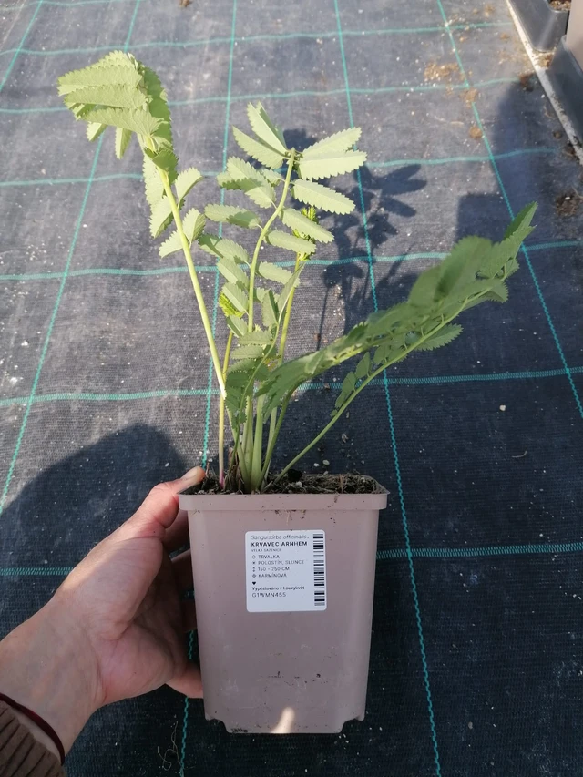 Verikurjenpolvi Arnhem - 2024