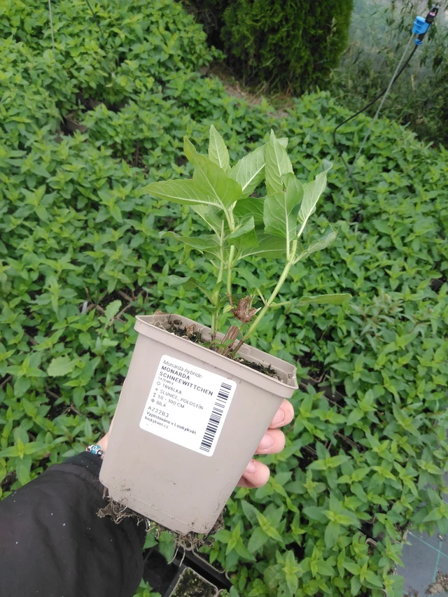 Monarda Schneewittchen - 2024