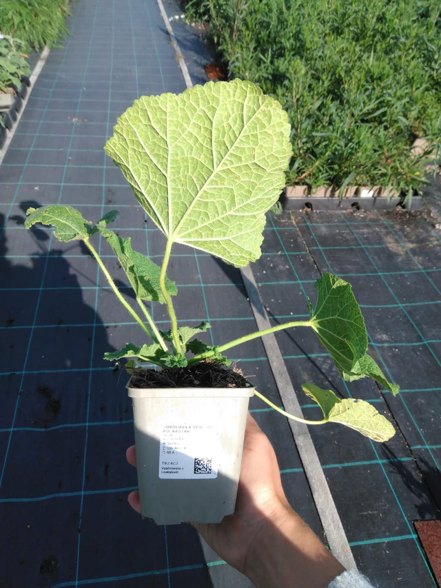 Malva Spotlight Polarstar - 11. 9. 2025