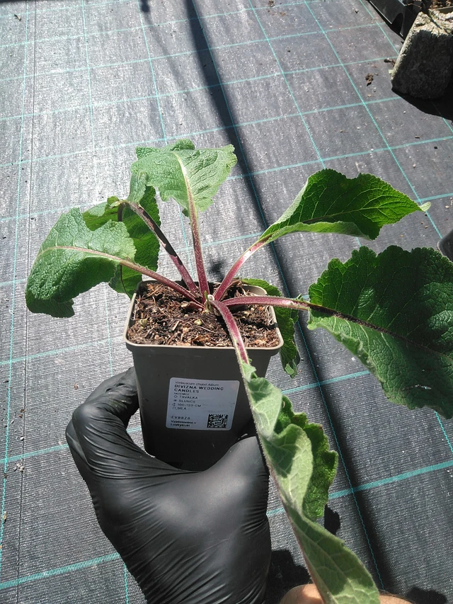 Verbasco Wedding Candles - 19. 8. 2025