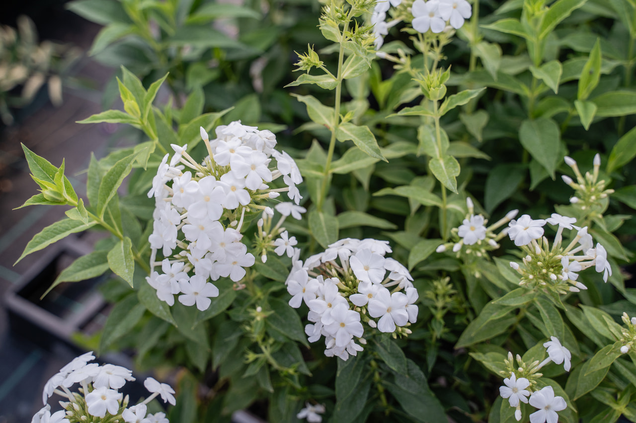Lángvirág White Clouds, Loukykvět
