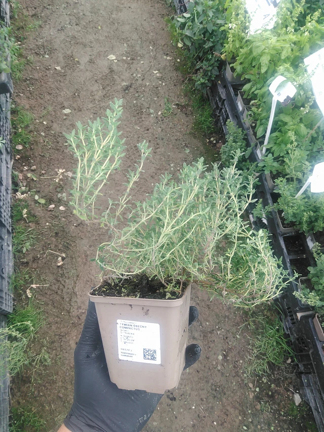 Tymián obecný Compactus - 10. 9. 2025