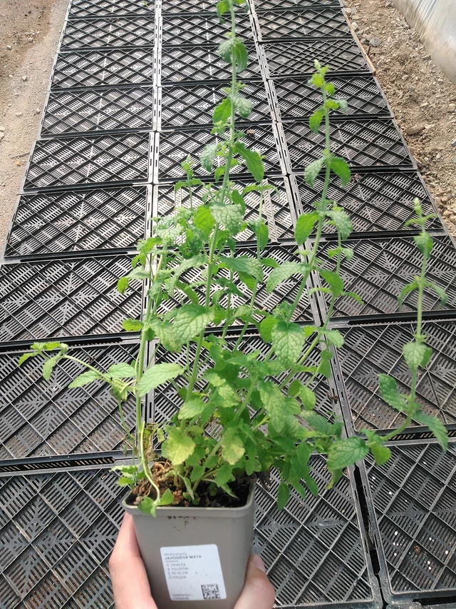 Menta fresa - 1. 7. 2025