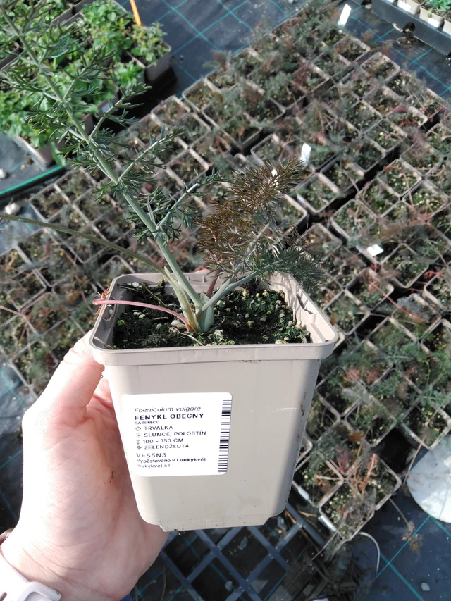 Common fennel - 2024