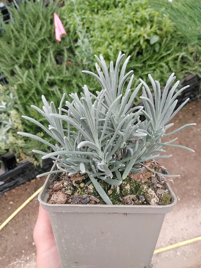 Lavender Grosso - 8. 7. 2025