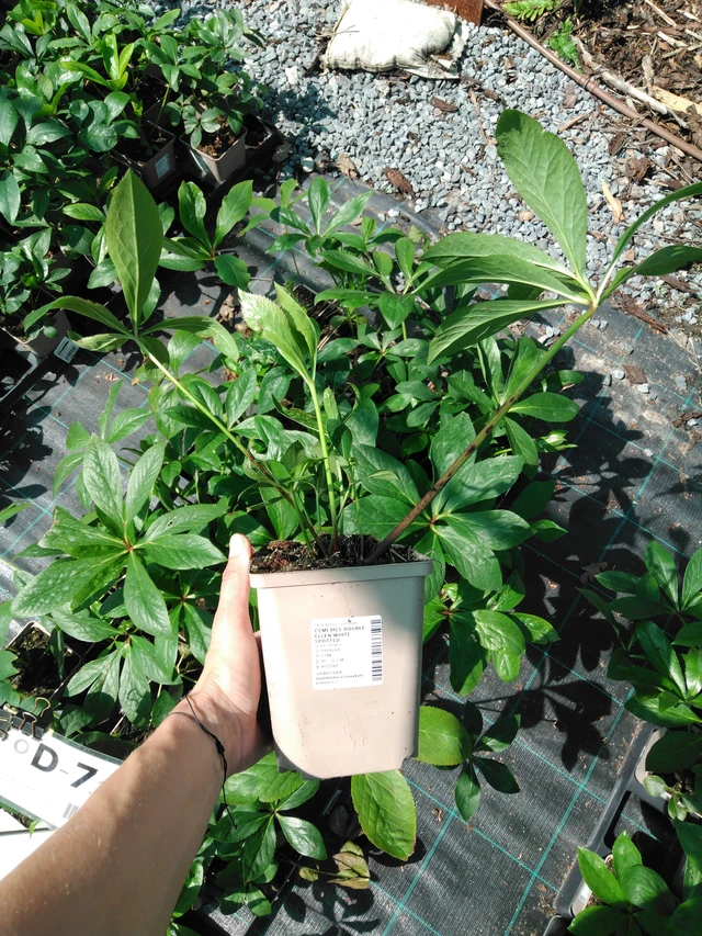 Hellebore Double Ellen White Spotted - 2024