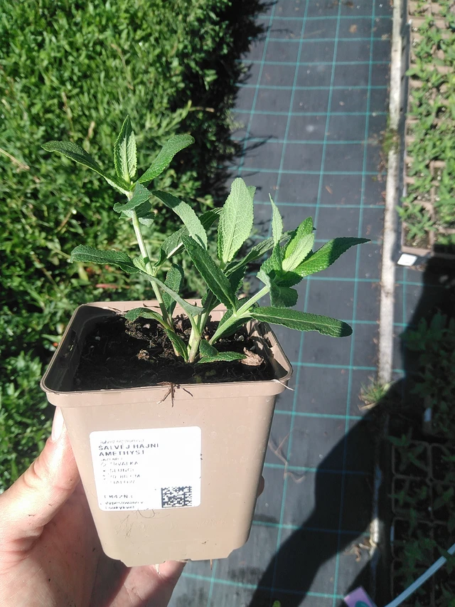 Šalvěj hajní Amethyst - 30. 6. 2025