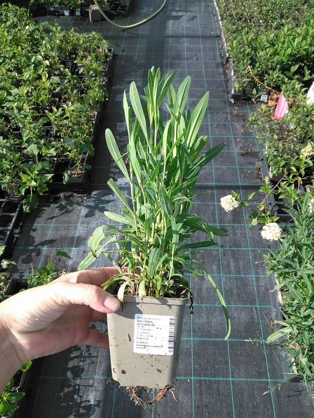 Boltonia decurrens - 11. 7. 2025