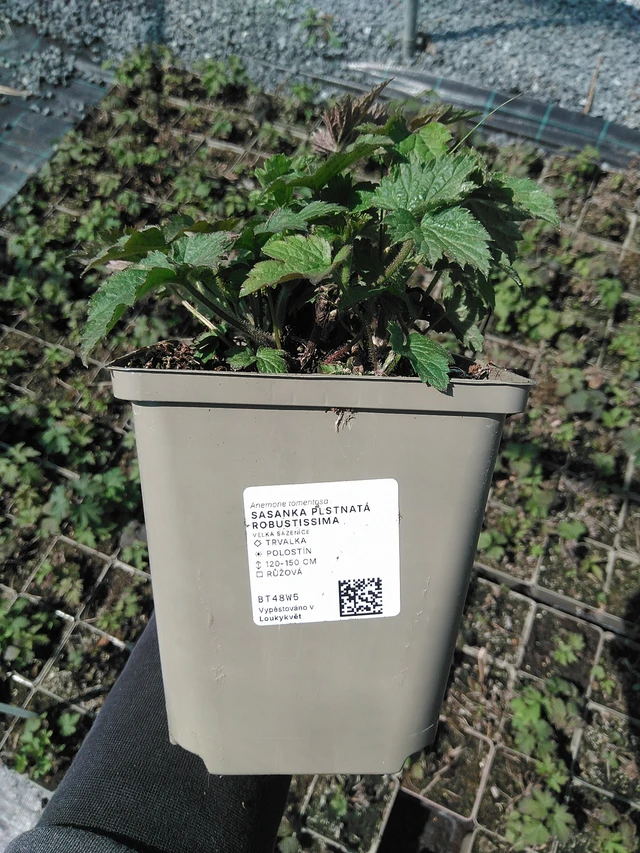 Sasanka plstnatá Robustissima - 13. 5. 2025