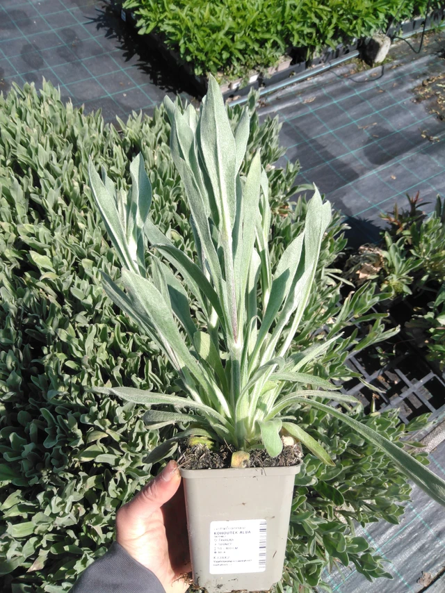 Hahnenfuß Alba - 13. 5. 2025