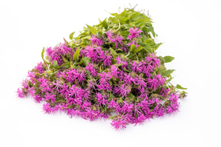 Monarda Pink Suprême, Loukykvět