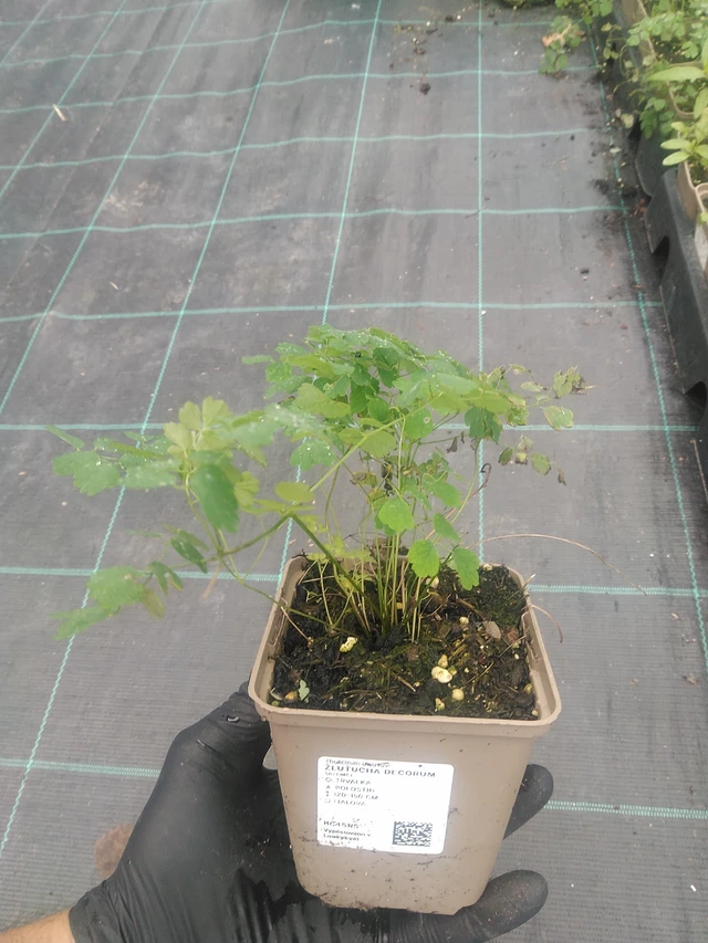 Meadow-rue Decorum - 10. 9. 2025