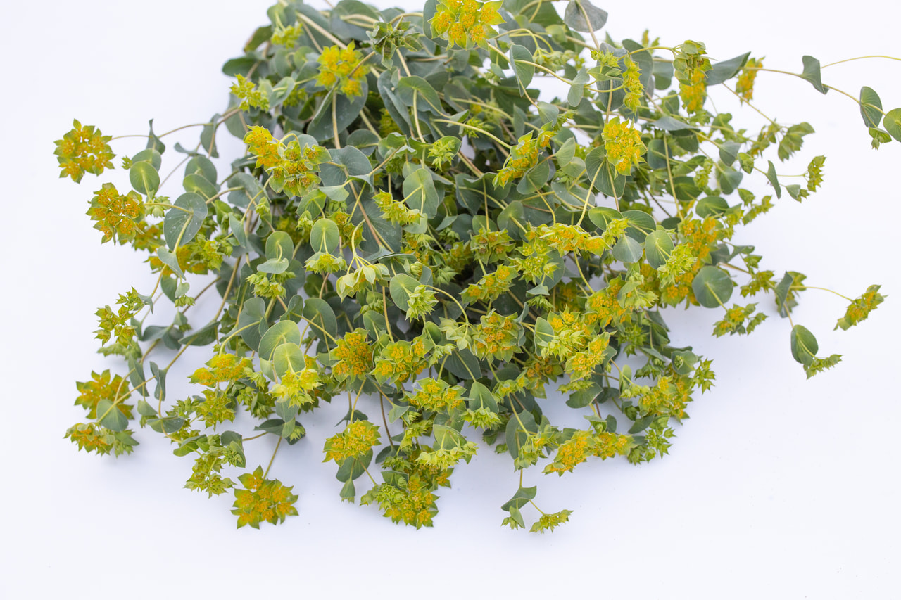 Prorostlík okrouhlolistý, Loukykvět