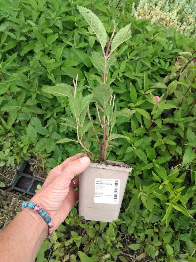 Maitohorsma Atropurpureum - 2024