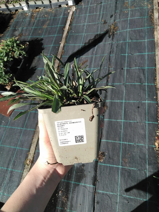 Goldrute Romantic Glory - 7. 4. 2026