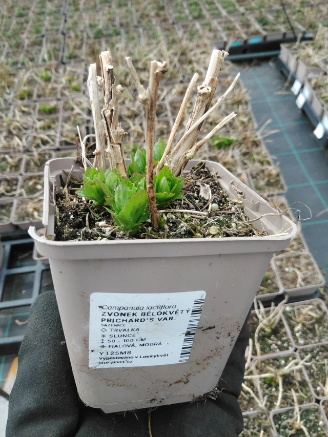 Kellokukka Prichard's Var. - 8. 4. 2025