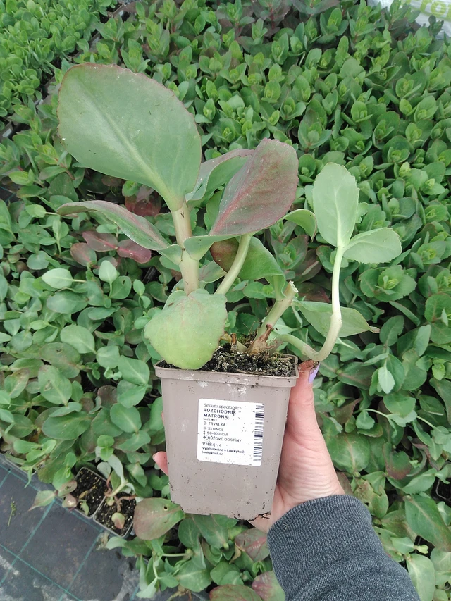 Maksaruoho Matrona - 9. 6. 2025