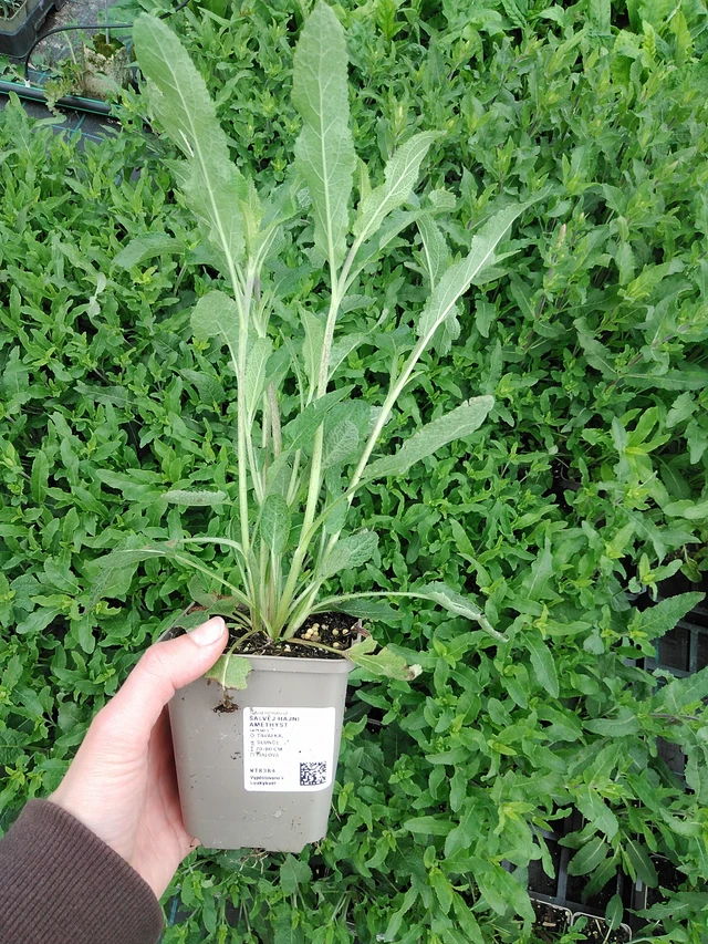 Šalvěj hajní Amethyst - 9. 6. 2025