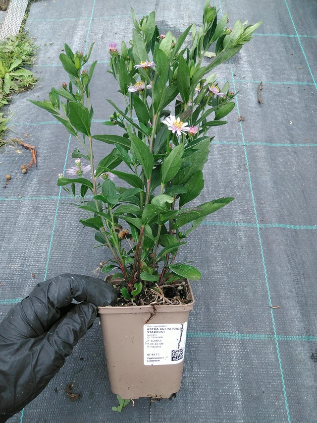 Astra ageratoides Stardust - 10. 9. 2025
