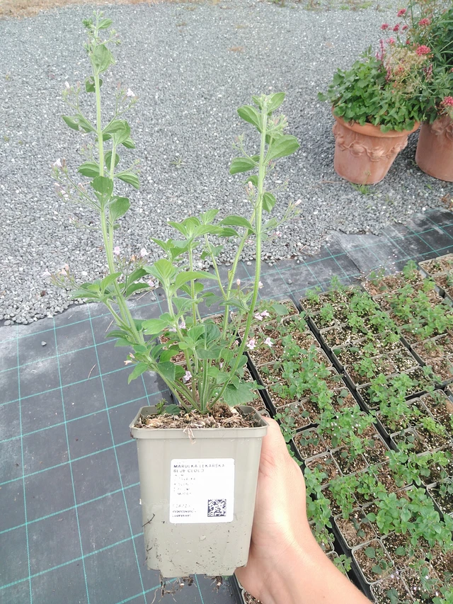 Calamint Blue Cloud - 10. 9. 2025