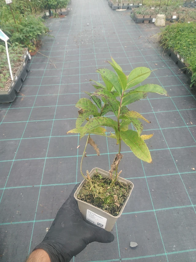 Flox Sternhimmel - 10. 9. 2025