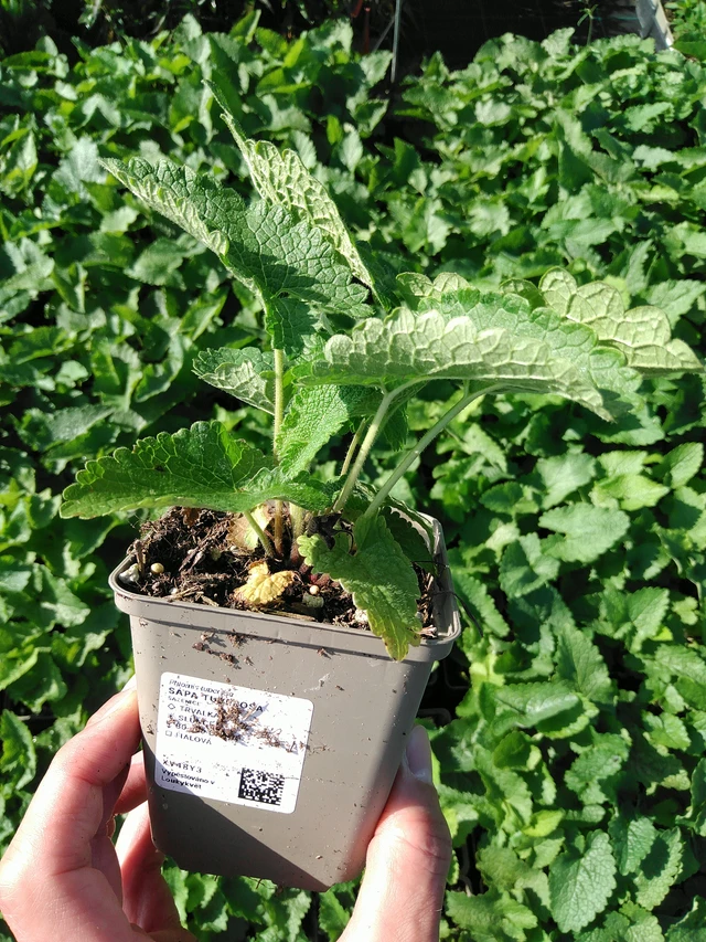 Sápa Tuberosa - 24. 6. 2025