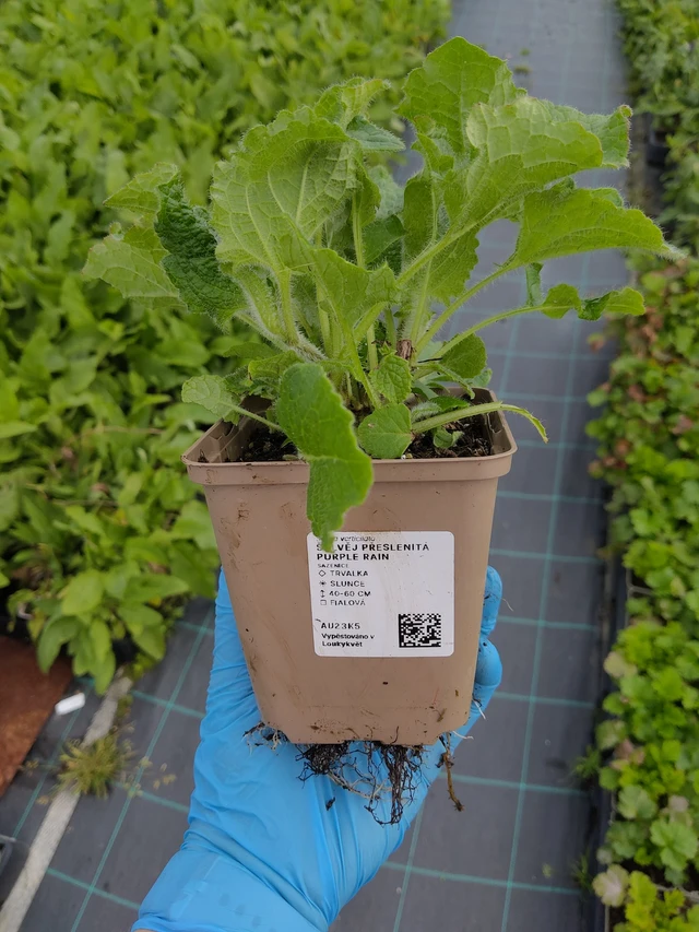 Pyökkisalvia Purple Rain - 10. 9. 2025