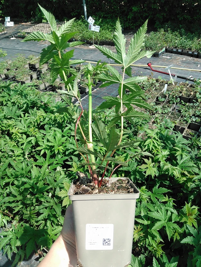 Angervo Venusta - 13. 5. 2025