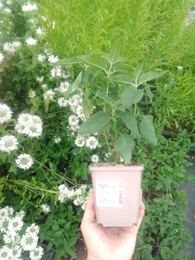 Monarda Schneewittchen - 2024