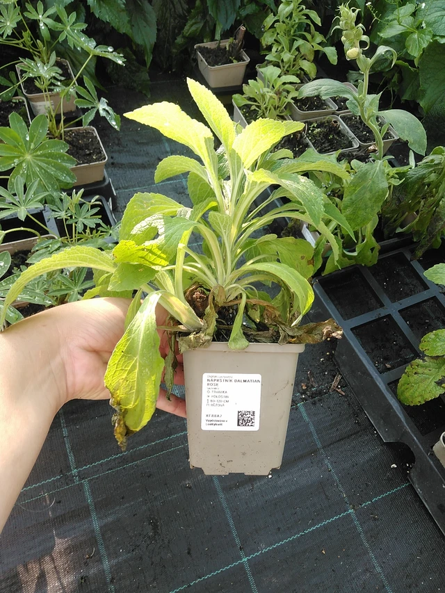 Dedalera Dalmatian Rose - 19. 8. 2025