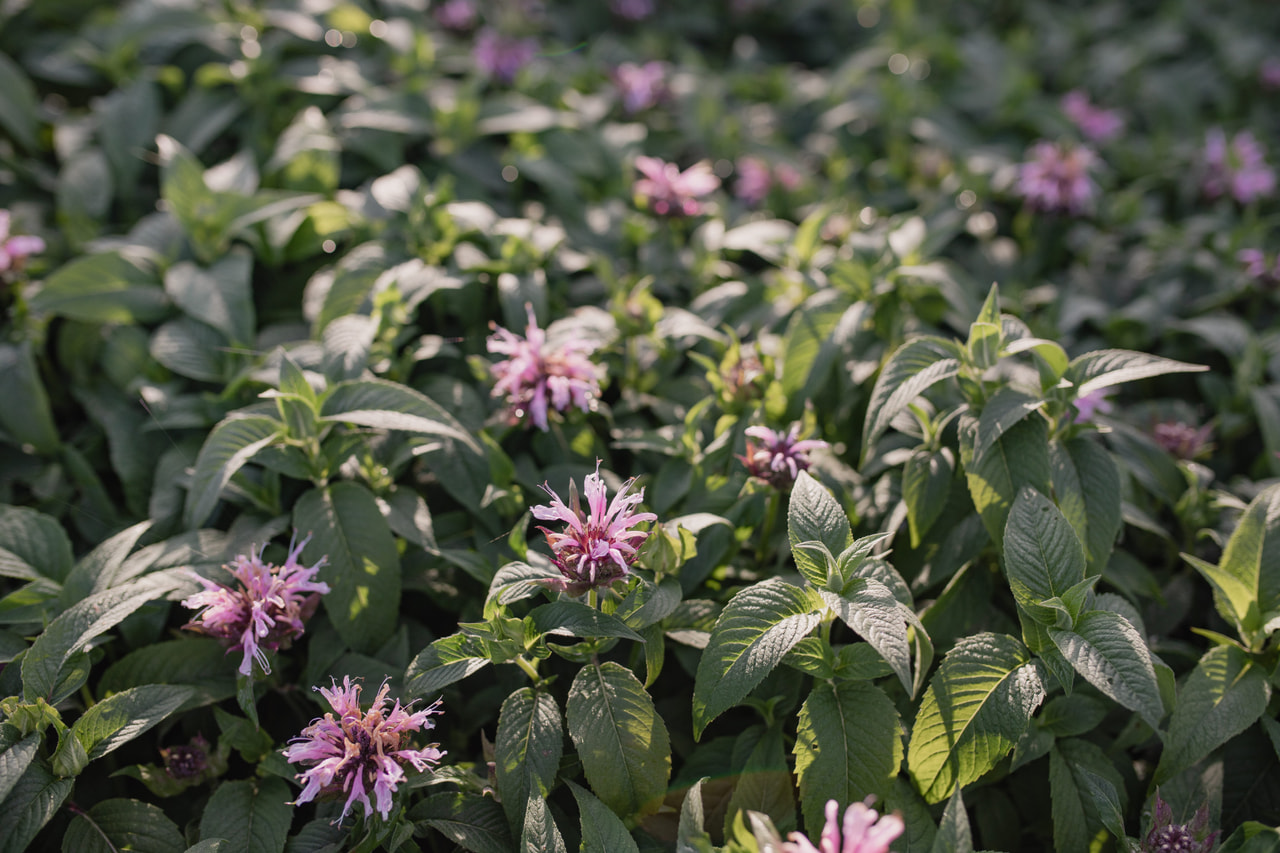 Monarda Beauty of Cobham, Loukykvět